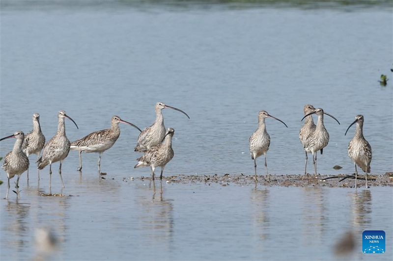 H επαρχ?α Χα?ν?ν προσελκ?ει αποδημητικ? πουλι? χ?ρη στο βελτιωμ?νο οικολογικ? τη? περιβ?λλον