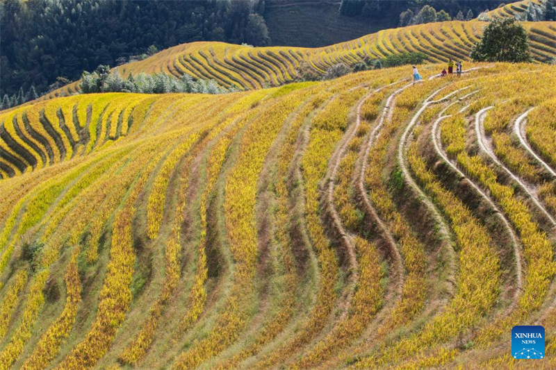 Τοπ?ο των ορυζ?νων Λονγκτζ? στην αυτ?νομη περιοχ? Γκουανσ? Τζου?νγκ
