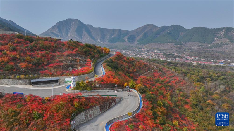 H Κ?να ντ?νεται με πολ?χρωμα φθινοπωριν? χρ?ματα