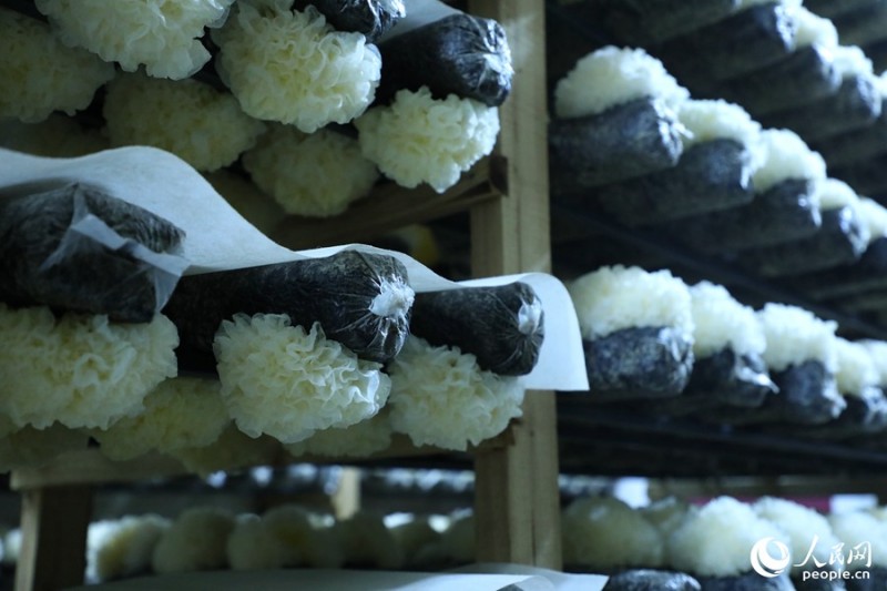 Η μ?κητα? Τρεμ?λλα καλλιεργε?ται σε υπ?στεγο μανιταρι?ν. Φωτογραφ?α απ? την Λα?κ? Καθημεριν? Online: Li Weiwei