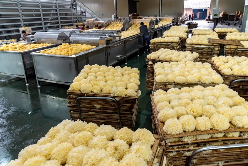 Η Κινεζικ? σοφ?α μετατρ?πει τα ?βακτ?ρια? σε χρυσ?