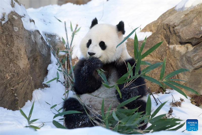 Τα γιγαντια?α π?ντα Μπ?ο Λι και Τσινγκ Μπ?ο στο ζωολογικ? κ?πο τη? Γου?σινγκτον