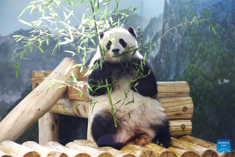 Τα γιγαντια?α π?ντα Μπ?ο Λι και Τσινγκ Μπ?ο στο ζωολογικ? κ?πο τη? Γου?σινγκτον