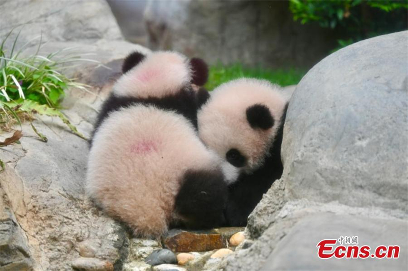 Χαριτωμ?να δ?δυμα π?ντα συναντο?ν τα μ?σα ενημ?ρωση? στο Χονγκ Κονγκ