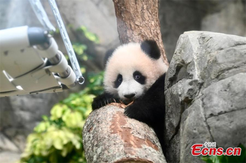 Χαριτωμ?να δ?δυμα π?ντα συναντο?ν τα μ?σα ενημ?ρωση? στο Χονγκ Κονγκ