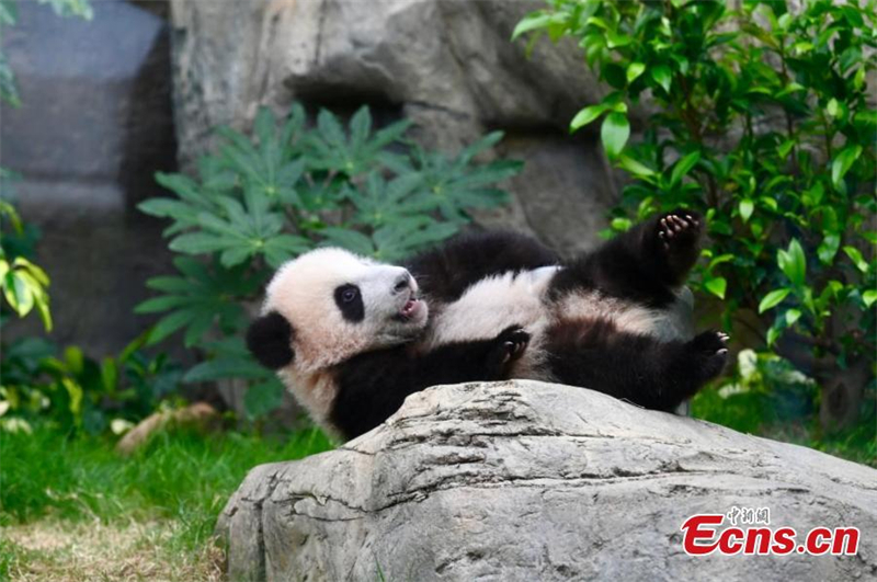 Το μικρ? π?ντα "Σα?λ?ου" (Μικρ?? αδελφ??) πα?ζει στο Ocean Park στην Ειδικ? Διοικητικ? Περιοχ? του Χονγκ Κονγκ, στι? 6 Φεβρουαρ?ου 2025. (Φωτογραφ?α: China News Service/Li Zhihua)