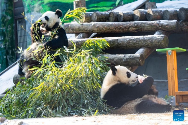 Το πρ?το Γιγαντια?ο Π?ντα γεννημ?νο στη Ρωσ?α πα?ζει με τα ν?α του παιχν?δια