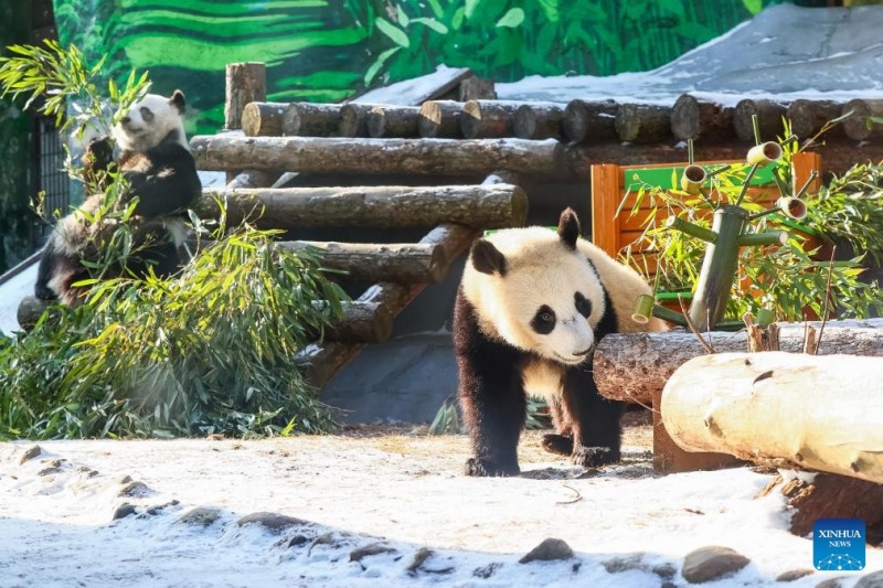 Το πρ?το Γιγαντια?ο Π?ντα γεννημ?νο στη Ρωσ?α πα?ζει με τα ν?α του παιχν?δια