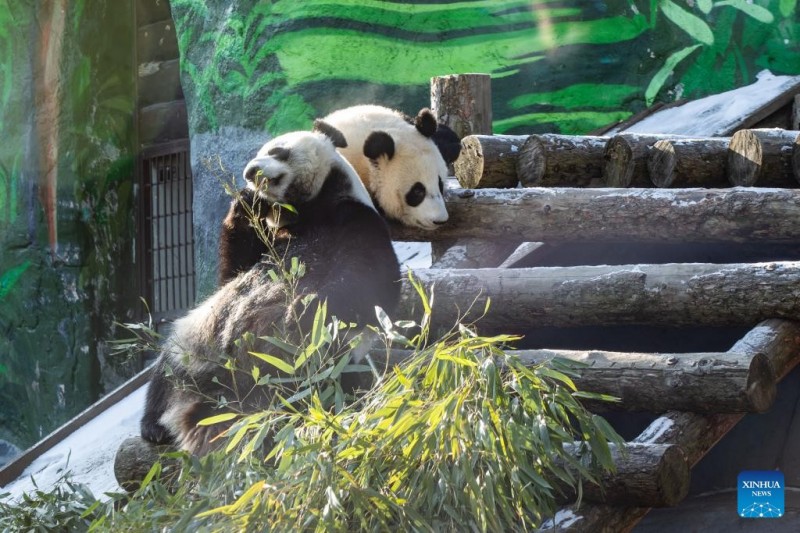Το πρ?το Γιγαντια?ο Π?ντα γεννημ?νο στη Ρωσ?α πα?ζει με τα ν?α του παιχν?δια