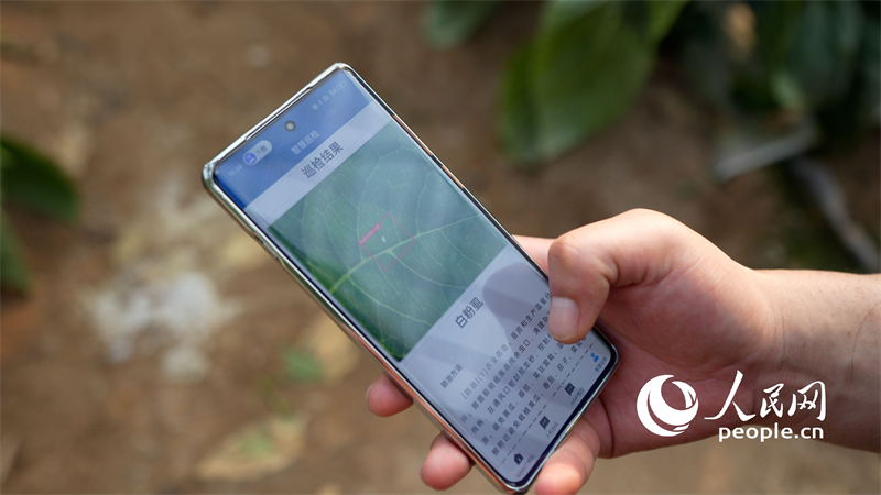 Ρομποτικ? τετρ?ποδα επιθεωρο?ν τη παραγωγ? λαχανικ?ν για την ?παρξη παρασ?των