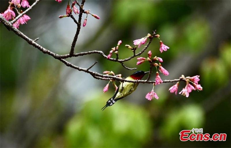 Εικ?νε? τη? ?νοιξη? στη Φουτζι?ν τη? Κ?να?