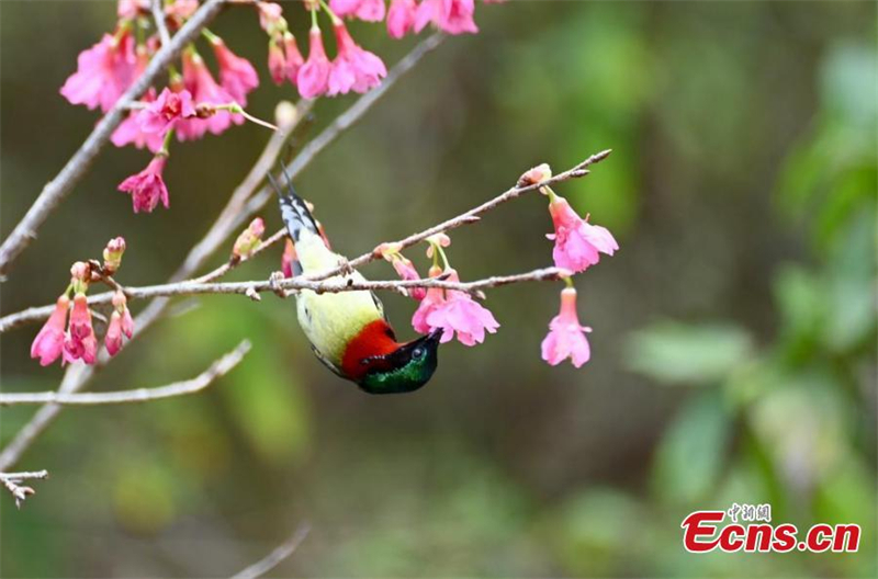 Εικ?νε? τη? ?νοιξη? στη Φουτζι?ν τη? Κ?να?