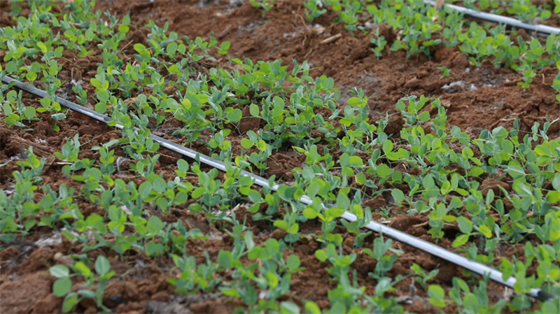 ?γρια, βρ?σιμα ανοιξι?τικα φυτ? απ? τη Γιουν?ν προσφ?ρουν μοναδικ?? γε?σει?