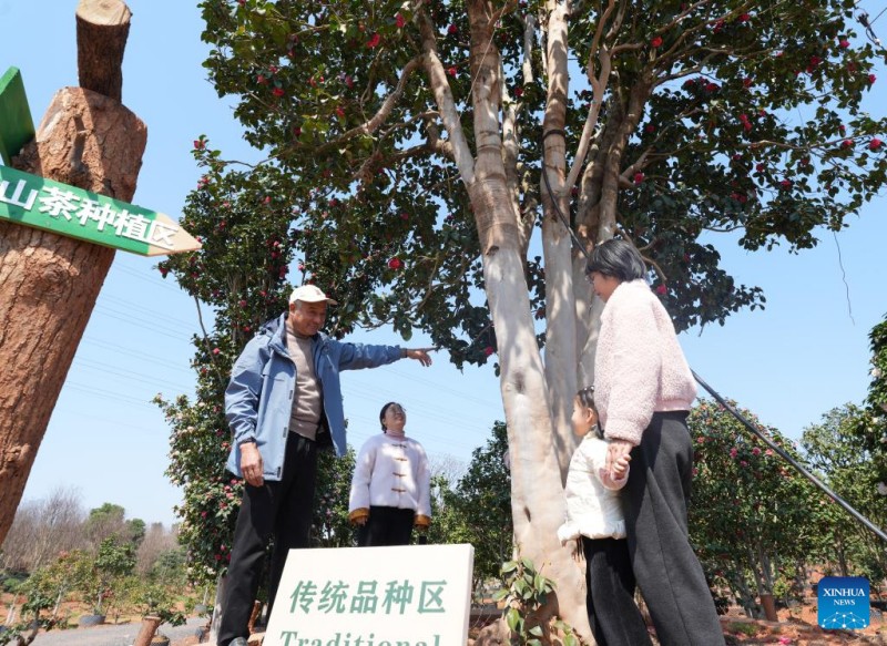 Ο Wang Zhengtuan (1ο? αριστερ?) δε?χνει ?να δ?ντρο καμ?λια? σε τουρ?στε? στη β?ση καλλι?ργεια? στην περιοχ? Zhuma του Δ?μου Jinhua, στην ανατολικ? Κ?να, στην επαρχ?α Zhejiang, στι? 18 Μαρτ?ου 2025. 