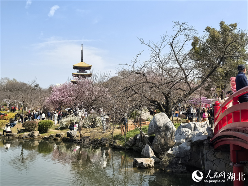 Wuhan: Η πρ?ιμη ανθοφορ?α των κερασι?ν καλωσορ?ζουν την ?νοιξη