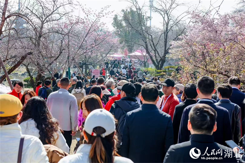 Wuhan: Η πρ?ιμη ανθοφορ?α των κερασι?ν καλωσορ?ζουν την ?νοιξη