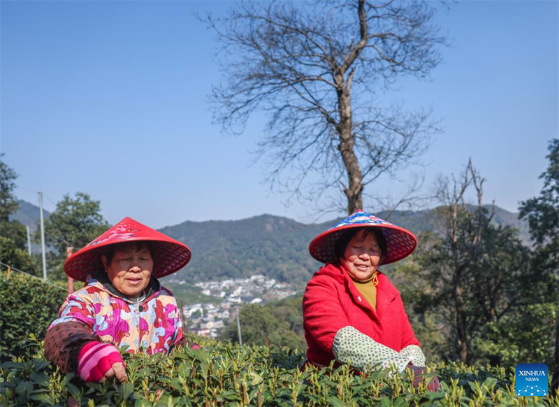 Στην εαριν? ισημερ?α (Chunfen) ξεκ?νησε η συλλογ? του τσαγιο? Longjing στη Δυτικ? Λ?μνη τη? Hangzhou
