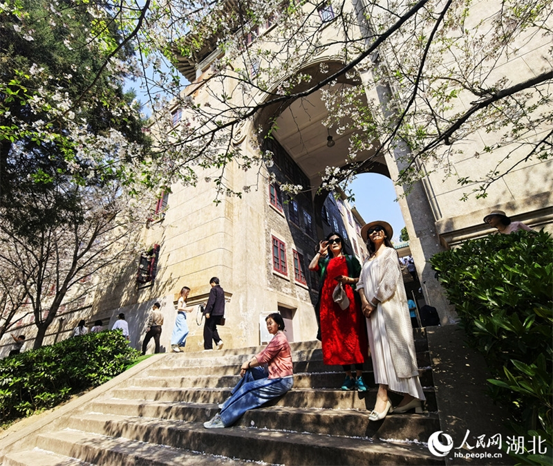 Οι Κερασι?? ?χουν ανθ?σει πλ?ρω? στο Πανεπιστ?μιο του Γουχ?ν