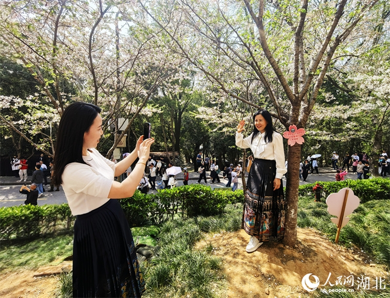 Οι Κερασι?? ?χουν ανθ?σει πλ?ρω? στο Πανεπιστ?μιο του Γουχ?ν