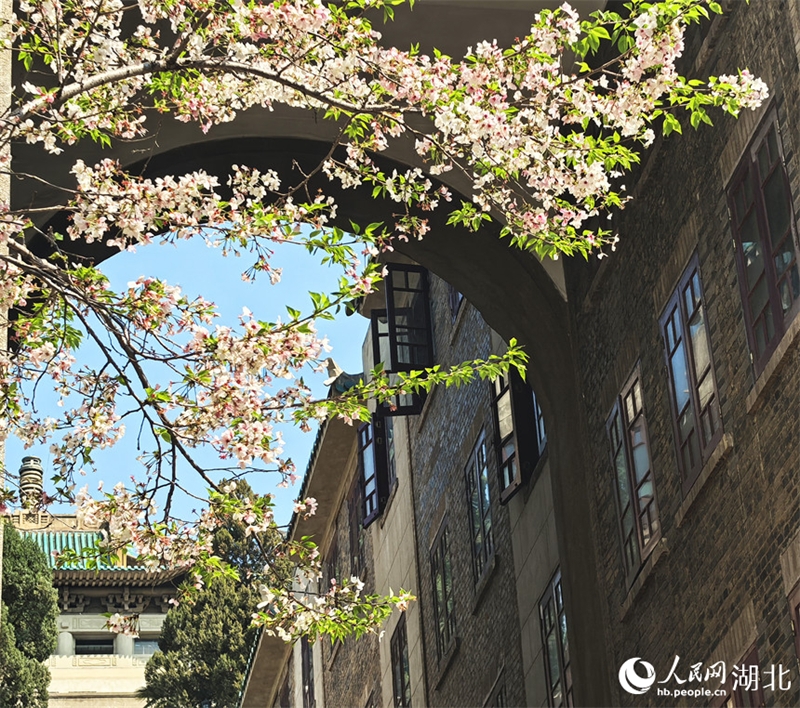 Οι Κερασι?? ?χουν ανθ?σει πλ?ρω? στο Πανεπιστ?μιο του Γουχ?ν