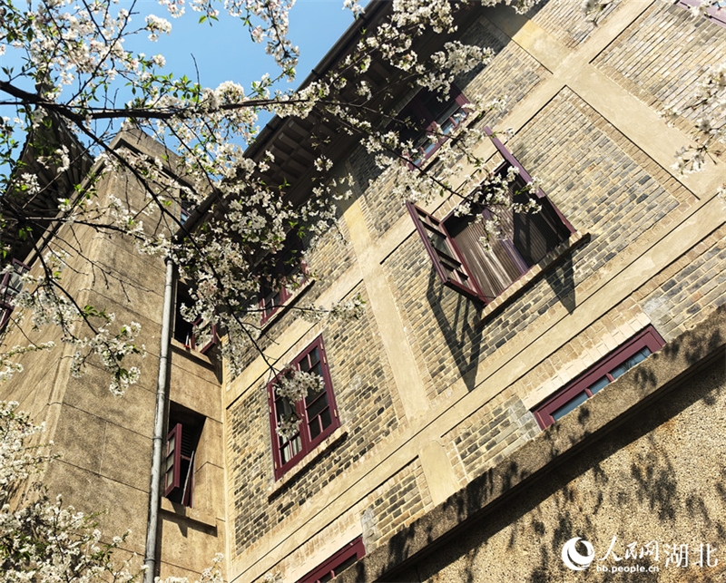 Οι Κερασι?? ?χουν ανθ?σει πλ?ρω? στο Πανεπιστ?μιο του Γουχ?ν