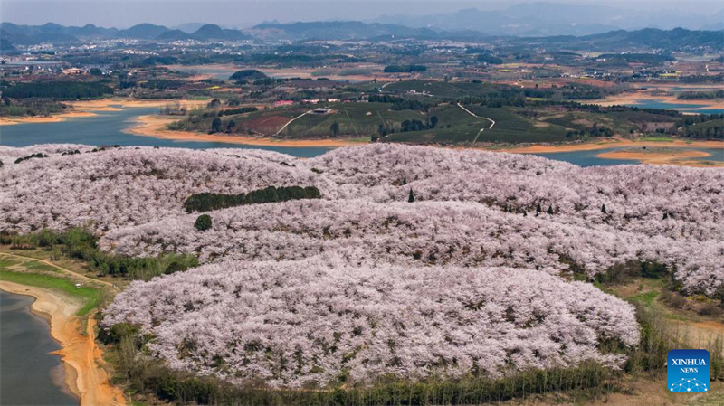 Εικ?νε? απ? τι? ανθισμ?νε? κερασι?? στη Ν?α Περιοχ? Γκουε??ν, στην επαρχ?α Γκουε?τζ?ου τη? Κ?να?