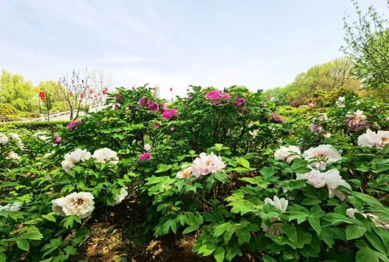 Βοτανικ?? Κ?πο? των Ερειπ?ων των Δυναστει?ν Σο?ι και Τανγκ. Φωτογραφ?α απ? το Τμ?μα Δημοσ?ων Σχ?σεων του Δ?μου Λουογι?νγκ του ΚΚΚ.