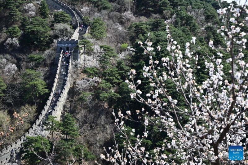 Ανοιξι?τικο τοπ?ο στα τμ?ματα Mutianyu?και Jiankou?του Σινικο? Τε?χου? στο Πεκ?νο