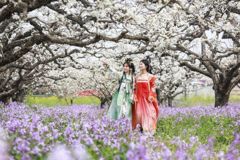 Ντανγκσ?ν, Ανχου?: εκατομμ?ρια ανθισμ?νε? αχλαδι?? σε ανθοφορ?α