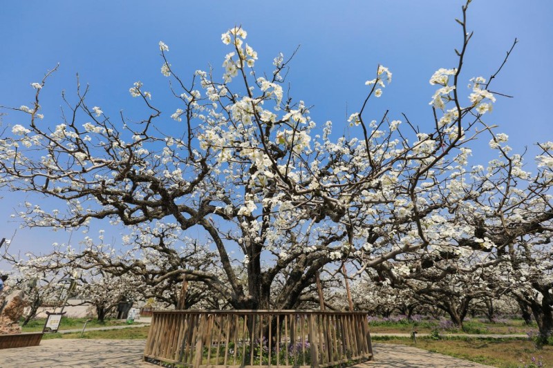 Ντανγκσ?ν, Ανχου?: εκατομμ?ρια ανθισμ?νε? αχλαδι?? σε ανθοφορ?α