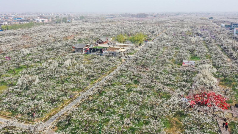 Ντανγκσ?ν, Ανχου?: εκατομμ?ρια ανθισμ?νε? αχλαδι?? σε ανθοφορ?α