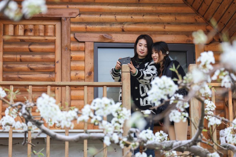 Ντανγκσ?ν, Ανχου?: εκατομμ?ρια ανθισμ?νε? αχλαδι?? σε ανθοφορ?α