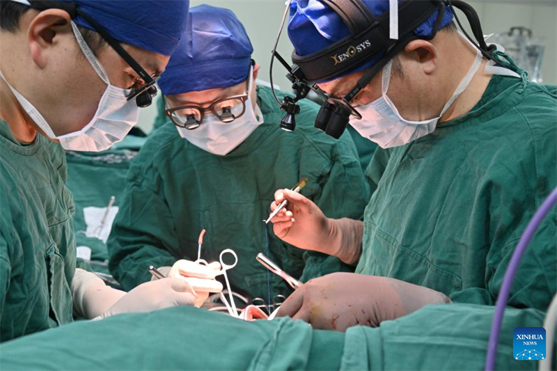 Γιατρο?  εμφυτε?ουν μια μαγνητικ? ανυψωμ?νη συσκευ? βηματικ?? καρδιακ?? υποστ?ριξη? σε ?να αγ?ρι στην π?λη Ουχ?ν, στην κεντρικ? Κ?να, στην επαρχ?α Χουμπ?ι, στι? 30 Μαρτ?ου 2025. (Φωτογραφ?α / Xinhua)