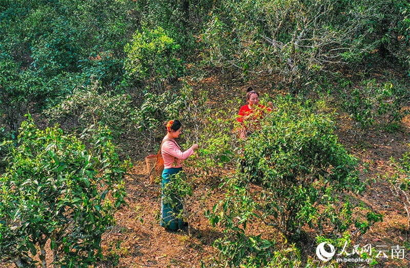 Ξεκ?νησε η ανοιξι?τικη συγκομιδ? τσαγιο? στο βουν? Τζινγκμ?ι στην π?λη Που’?ρ