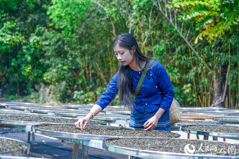 Ξεκ?νησε η ανοιξι?τικη συγκομιδ? τσαγιο? στο βουν? Τζινγκμ?ι στην π?λη Που’?ρ