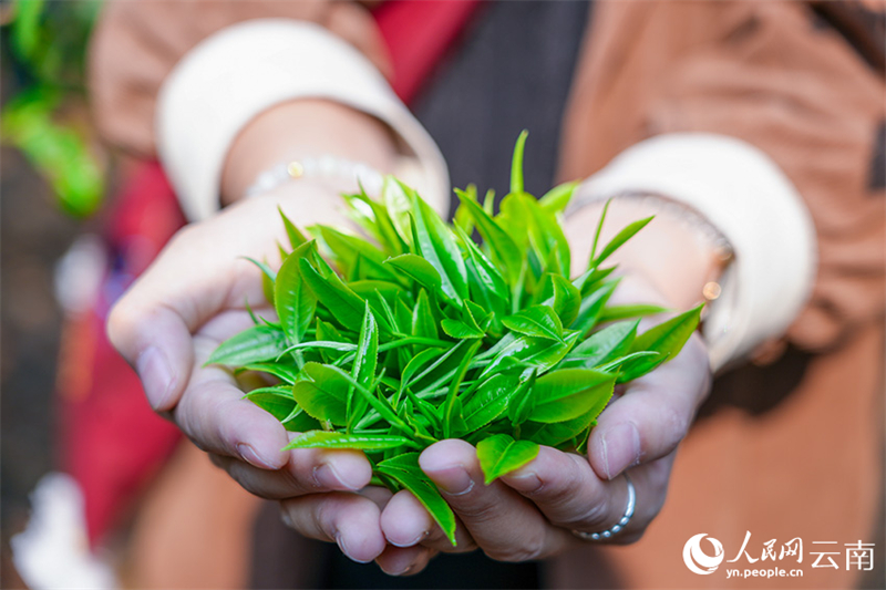 Ξεκ?νησε η ανοιξι?τικη συγκομιδ? τσαγιο? στο βουν? Τζινγκμ?ι στην π?λη Που’?ρ