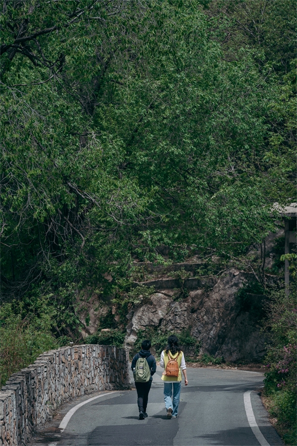 Οι Αζαλ?ε? σε πλ?ρη ?νθιση στο βουν? Γιουνγο? στη Γουχ?ν