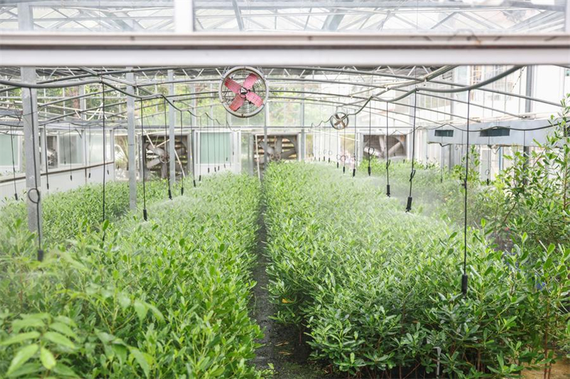 Απειλο?μενο φυτ? ανακ?μπτει χ?ρη στην επαγγελματικ? προστασ?α στη Χα?ν?ν τη? ν?τια? Κ?να?