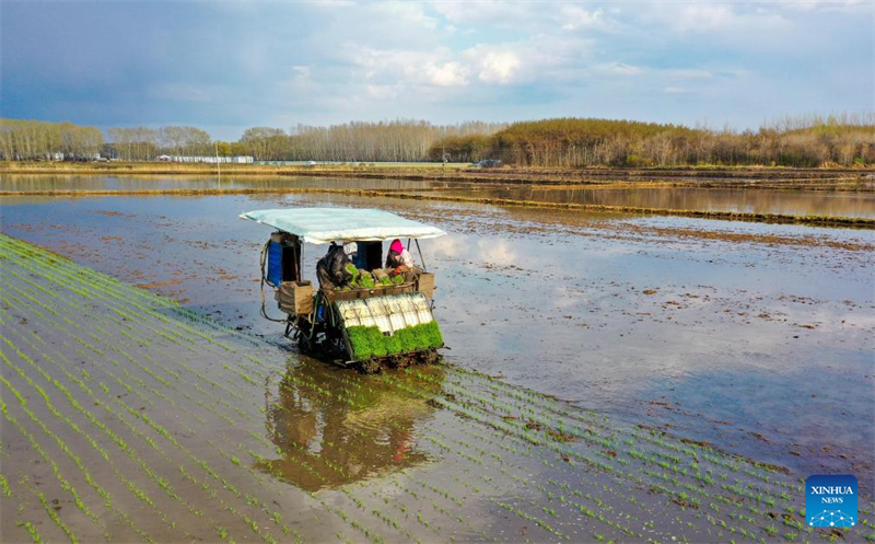 Η ανοιξι?τικη σπορ? στι? καλλιεργ?σιμε? περιοχ?? τη? Χε?λονγκτζι?νγκ σε πλ?ρη εξ?λιξη