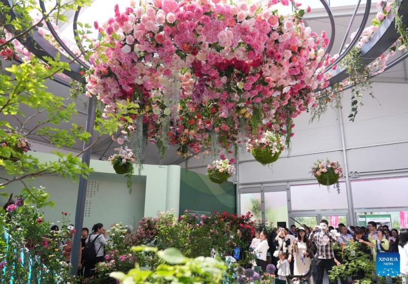 Τουρ?στε? παρατηρο?ν κινεζικ? τριαντ?φυλλα στο 9ο Διεθν?? Συμπ?σιο για την ?ρευνα και Καλλι?ργεια Τριαντ?φυλλου στην Περιοχ? Mentougou του Πεκ?νου, πρωτε?ουσα τη? Κ?να?, 11 Μα?ου 2025. 