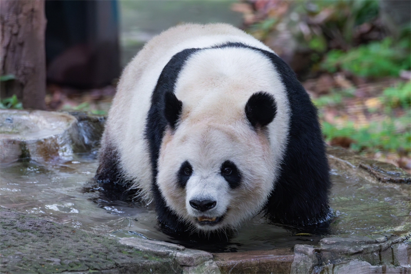 (Φωτογραφ?α / CRI)