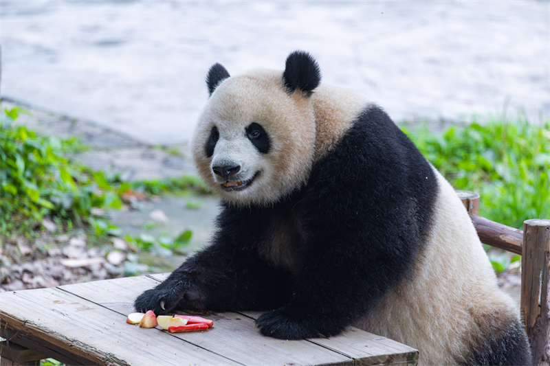 Τα γιγ?ντια π?ντα απολαμβ?νουν τη ζω? του? στο Τσονγκτσ?νγκ