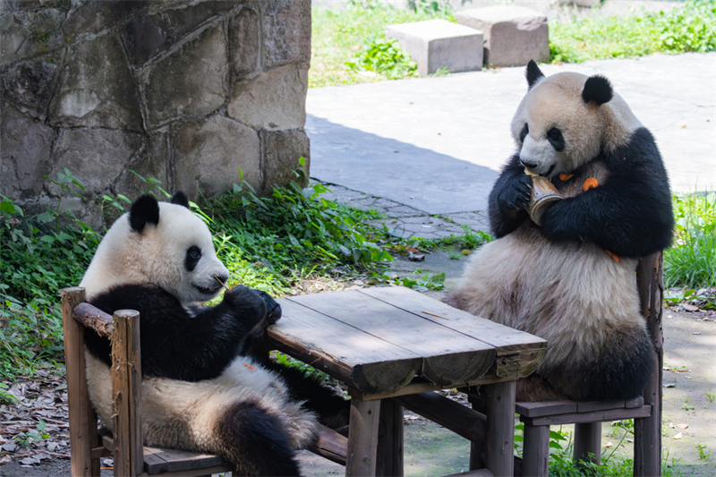 Τα γιγ?ντια π?ντα απολαμβ?νουν τη ζω? του? στο Τσονγκτσ?νγκ