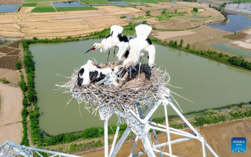 Μια φωτογραφ?α απ? drone που τραβ?χτηκε στι? 21 Μα?ου του 2025 δε?χνει λευκο?? πελαργο?? να φροντ?ζουν τα νεοσσ? του? στην κορυφ? εν?? π?ργου μετ?δοση? στην κομητε?α Χουοτσι? (Huoqiu), στην επαρχ?α Ανχου?ι, τη? ανατολικ?? Κ?να?.