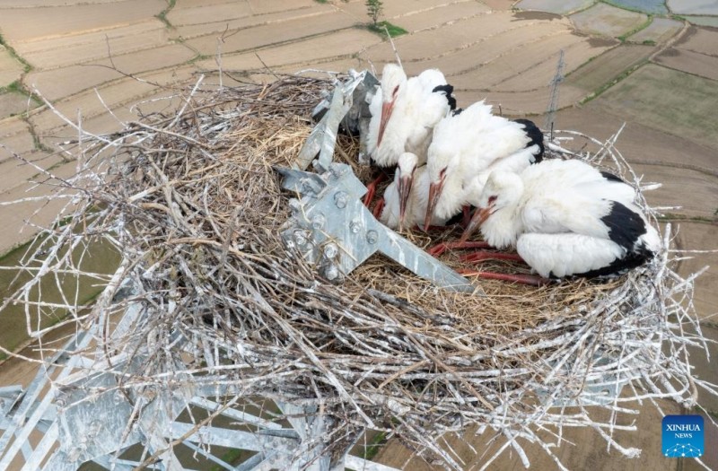 Αναβολ? κατασκευ?? για την προστασ?α των λευκ?ν πελαργ?ν στην περιοχ? Ανχου?ι?τη? Κ?να?