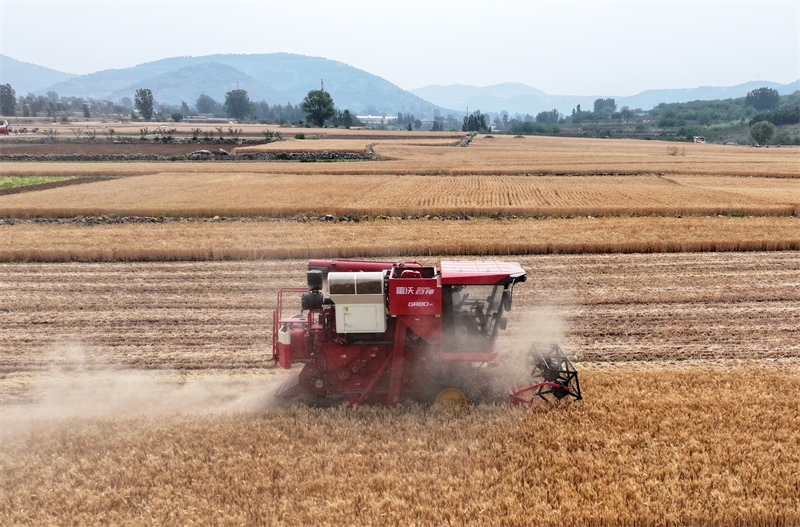 Επαρχ?α Σαντ?νγκ: Το θερισμ?νο σιτ?ρι δε?χνει μια ?φθονη ?πρ?τη συγκομιδ??