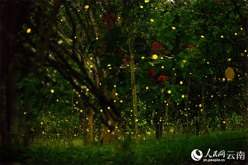 Οι πυγολαμπ?δε? προσφ?ρουν ?να εντυπωσιακ? θ?αμα φωτ?? στον Τροπικ? Βοτανικ? Κ?πο Σισουανγκμπανν? (Xishuangbanna), στην επαρχ?α Γιουν?ν τη? νοτιοδυτικ?? Κ?να?, δημιουργ?ντα? μια παραμυθ?νια ατμ?σφαιρα. (Φωτογραφ?α / Λα?κ? Καθημεριν? Online)