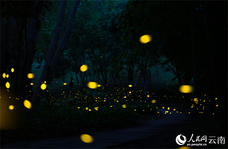 Πυγολαμπ?δε? προσφ?ρουν ?να εντυπωσιακ? θ?αμα φωτ?? στον Τροπικ? Βοτανικ? Κ?πο Σισουανγκμπανν?