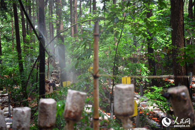 Φωτογραφ?α με τι? εγκαταστ?σει? ?ρδευση? στο δασικ? αγρ?κτημα Σιουτζι?νγκ τη? κομητε?α? Γκουανγκτσ?νγκ στην επαρχ?α Τζιανγκσ?. (Φωτογραφ?α / Λα?κ? Καθημεριν? Online)