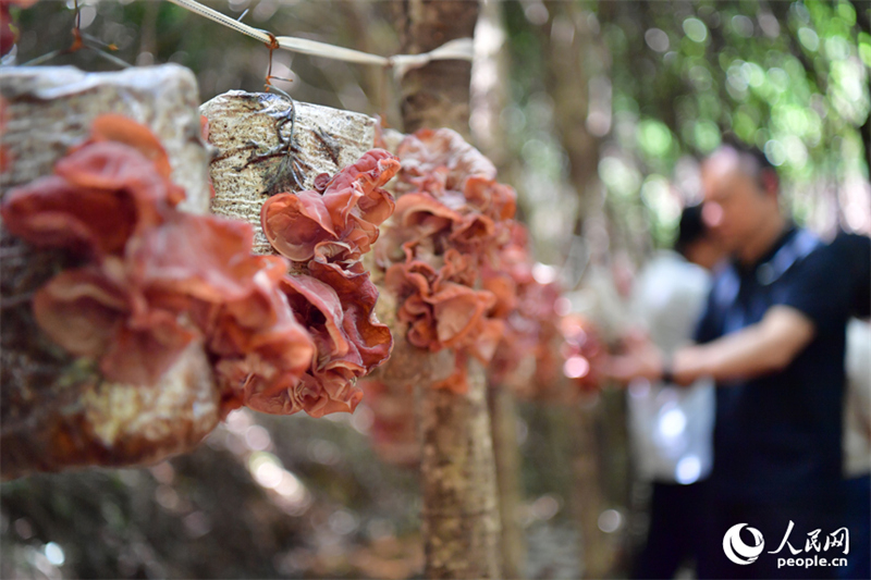 Φωτογραφ?α με τα μανιτ?ρια ξ?λου που καλλιεργο?νται στο δασικ? αγρ?κτημα Σιουτζι?νγκ τη? κομητε?α? Γκουανγκτσ?νγκ στην επαρχ?α Τζιανγκσ?. (Φωτογραφ?α / Λα?κ? Καθημεριν? Online)